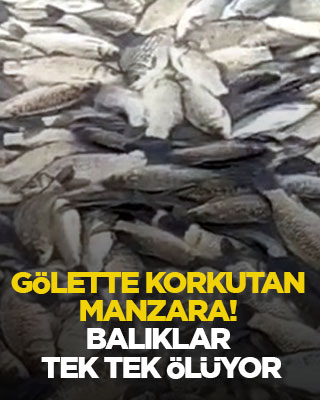 Gölette korkutan manzara! Balıklar tek tek ölüyor
