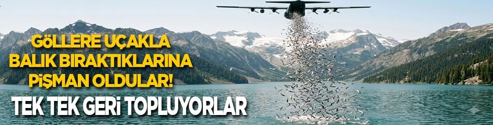 Göllere uçakla balık bıraktıklarına pişman oldular! Tek tek geri topluyorlar
