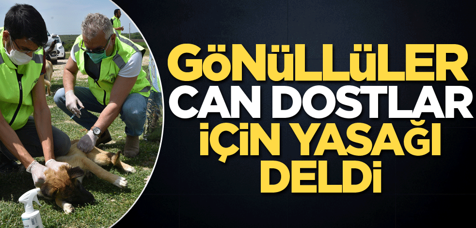 Gönüllüler can dostlar için yasağı deldi