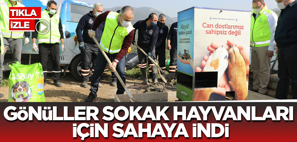 Gönüllüler sokak hayvanları için sahaya indi