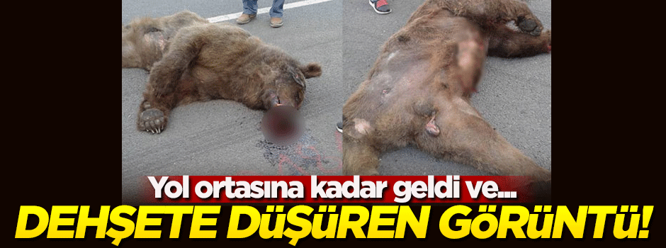 Gören dehşete kapıldı! Yol ortasında...