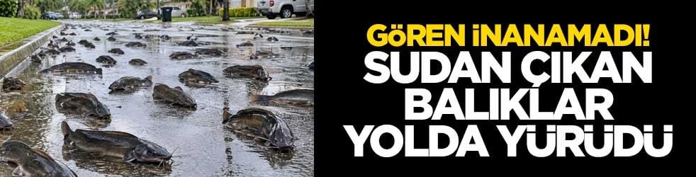 Gören inanamadı! Sudan çıkan balıklar yolda yürüdü