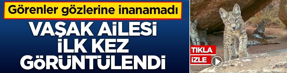 Görenler gözlerine inanamadı! Vaşak ailesi ilk kez görüntülendi