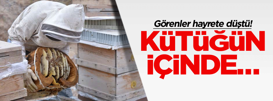 Görenler hayrete düştü! Kütüğün içinde…