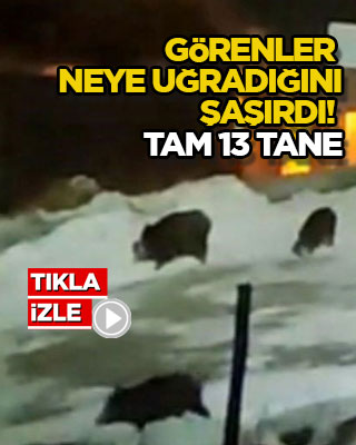 Görenler neye uğradığını şaşırdı! Tam 13 tane