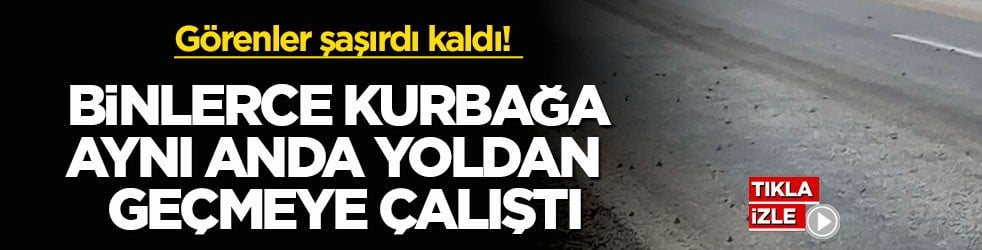 Görenler şaşırdı kaldı! Binlerce kurbağa aynı anda yoldan geçmeye çalıştı