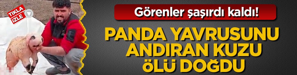 Görenler şaşırdı kaldı! Panda yavrusunu andıran kuzu ölü doğdu