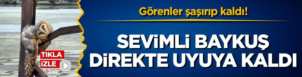 Görenler şaşırıp kaldı! Sevimli baykuş direkte uyuya kaldı