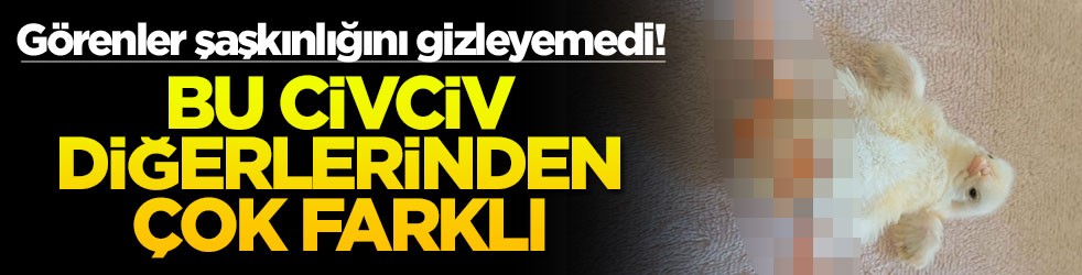Görenler şaşkınlığını gizleyemedi! Bu civciv diğerlerinden çok farklı