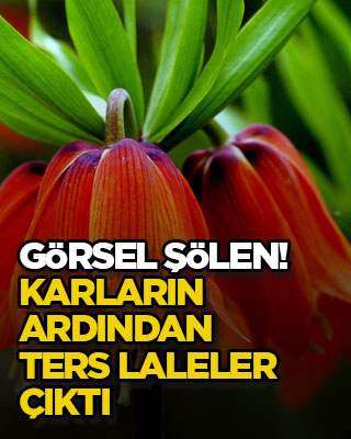 Görsel şölen! Karların ardından ters laleler çıktı
