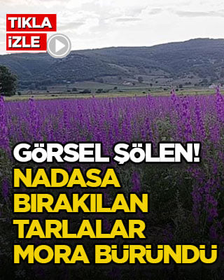 Görsel şölen! Nadasa bırakılan tarlalar mora büründü