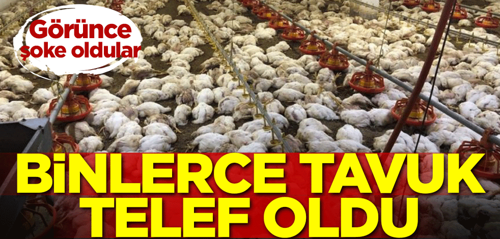 Görünce şoke oldular! Binlerce tavuk telef oldu
