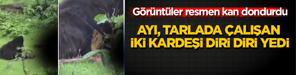 Görüntüler resmen kan dondurdu! Ayı, tarlada çalışan iki kardeşi diri diri yedi