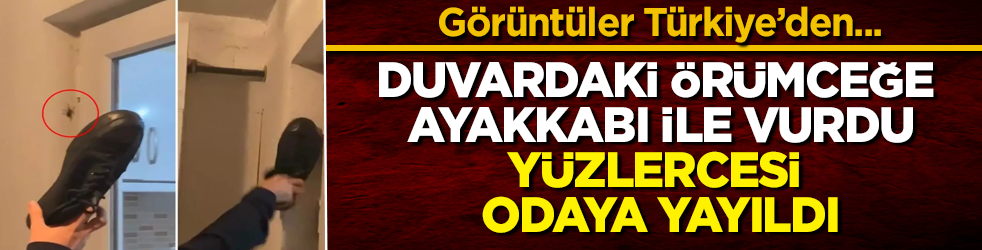 Görüntüler Türkiye’den... Duvardaki örümceğe ayakkabı ile vurdu, yüzlercesi odaya yayıldı
