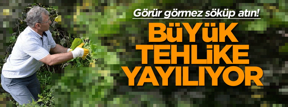 Görür görmez söküp atın! Büyük tehlike yayılıyor…