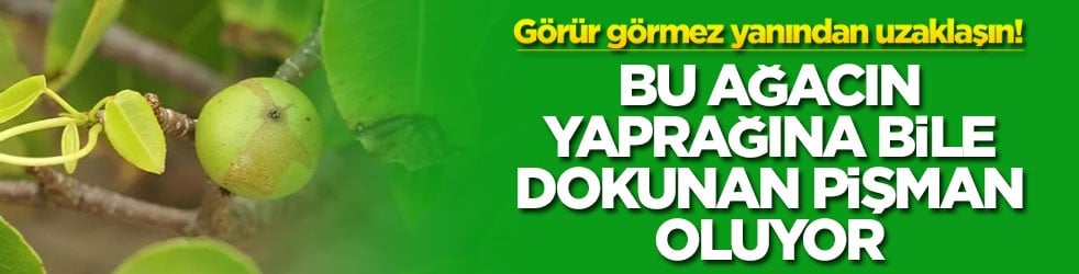 Görür görmez yanından uzaklaşın! Bu ağacın yaprağına bile dokunan pişman oluyor