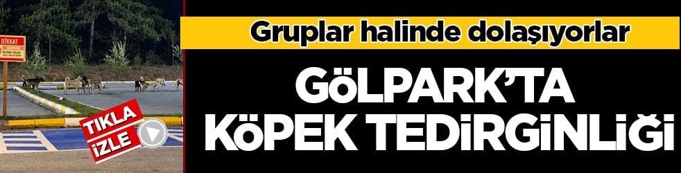 Gruplar halinde dolaşıp birbirleriyle kavga ediyorlar! Gölpark’ta köpek tedirginliği