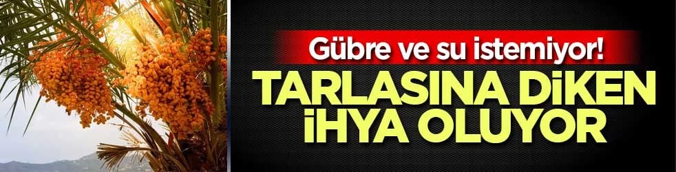 Gübre ve su istemiyor! Tarlasına diken ihya oluyor