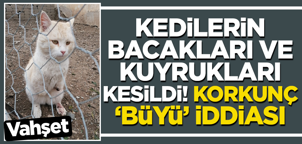 Gümüşhane'de kedilerin bacakları ve kuyrukları kesildi!