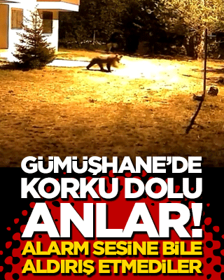 Gümüşhane’de korku dolu anlar!