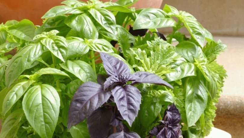 Günde 2 yaprak çiğnemek bakın nelere iyi geliyor!