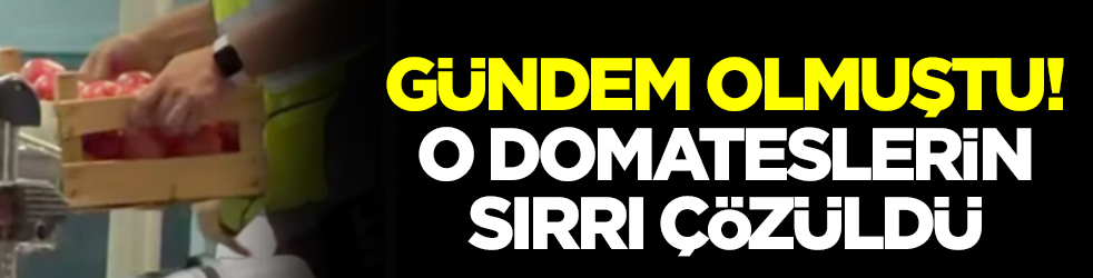 Gündeme oturmuştu: O domateslerin sırrı çözüldü