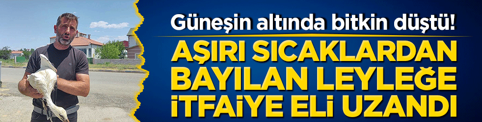 Güneşin altında bitkin düştü! Aşırı sıcaklardan bayılan leyleğe itfaiye eli uzandı!