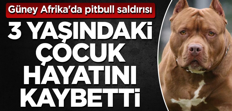 Güney Afrika'da pitbull saldırısı! 3 yaşındaki çocuk hayatını kaybetti