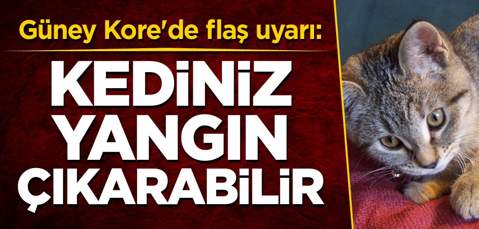 Güney Kore'de flaş uyarı: Kediniz yangın çıkarabilir