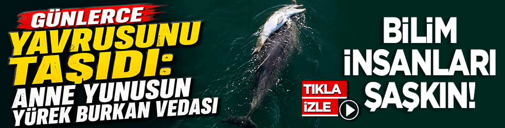 Günlerce yavrusunu taşıdı: Anne yunusun yürek burkan vedası: Bilim dünyası şaşkın