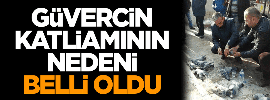 Güvercin katliamının nedeni belli oldu