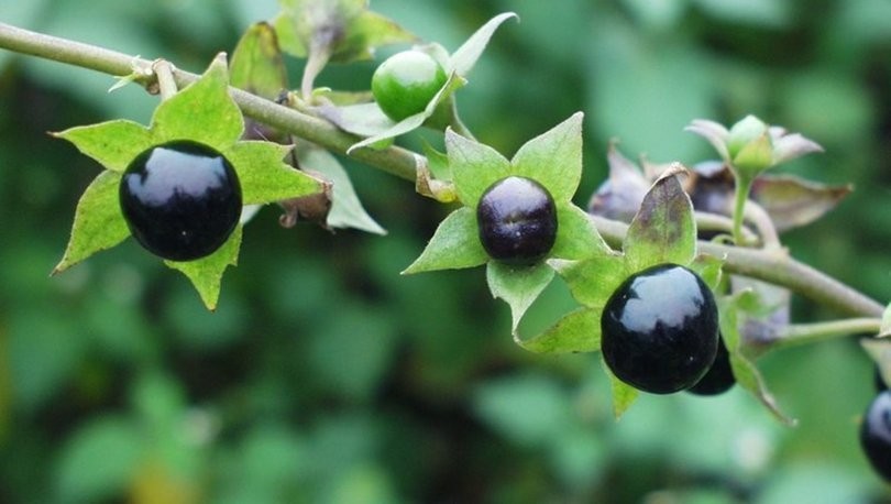 Güzelavrat otu nedir?