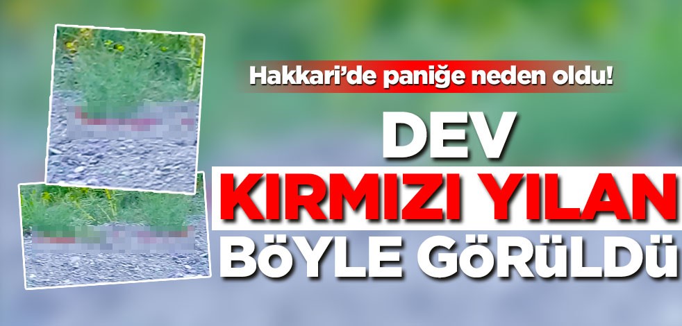 Hakkari'de görüldü! Tam 3 metre ve kırmızı
