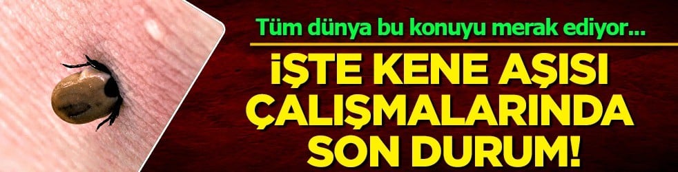 Halk sağlığı tehdidi büyüyor! Lyme hastalığı: Kene aşısı çalışmalarında ne yaptılar? 