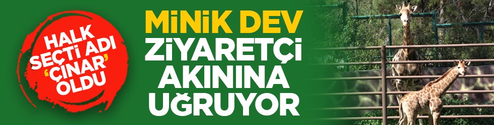 Halk seçti adı 'Çınar' oldu: Minik dev ziyaretçi akınına uğruyor
