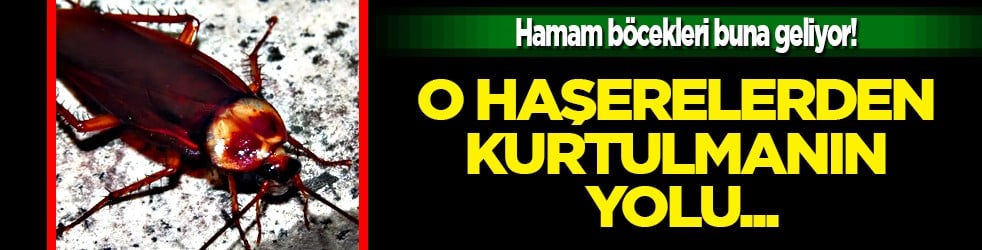 Hamam böcekleri buna geliyor: Hemen onu evden atın! Hijyen açısından risk oluşturmaları...