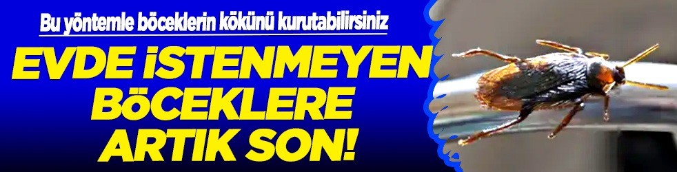 Hamam böcekleri mucizevi yöntem sayesinde yok edin: Öyle bir şey yaptı ki... Herkesin aklına takılan soruya cevap