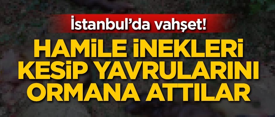 Hamile inekleri kesip yavrularını ormana attılar!