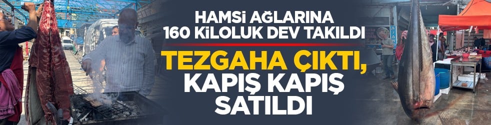 Hamsi ağlarına 160 kiloluk dev takıldı: Tezgaha çıktı, kapış kapış satıldı