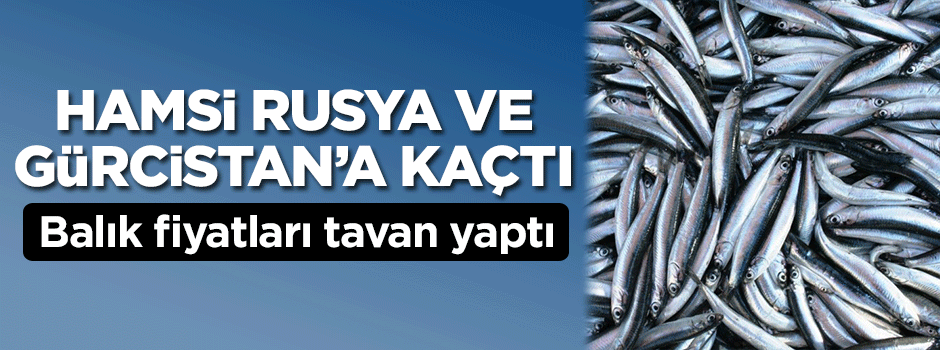 Hamsiler Rusya ve Gürcistan'a kaçtı