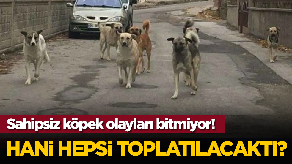Hani hepsi toplatılacaktı? Sahipsiz köpek olayları bitmiyor!