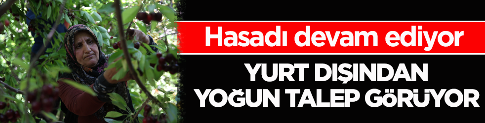 Hasadı devam ediyor! Yurt dışından yoğun talep görüyor