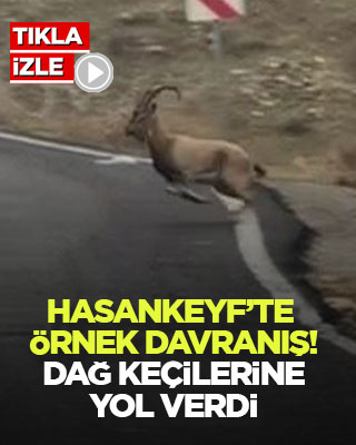 Hasankeyf’te örnek davranış! Dağ keçilerine yol verdi