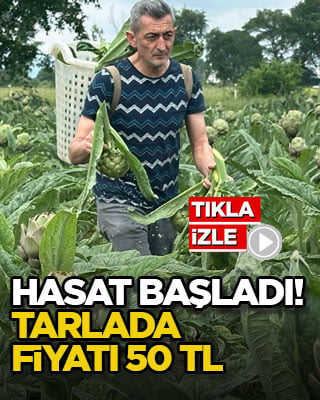 Hasat başladı! Tarlada fiyatı 50 TL