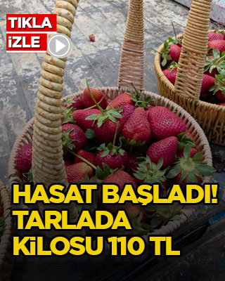 Hasat başladı! Tarlada kilosu 110 TL