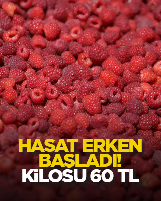 Hasat erken başladı! Kilosu 60 TL