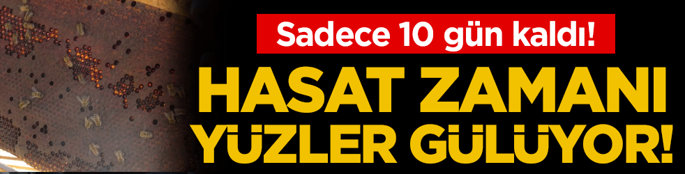 Sadece 10 gün kaldı! Hasat zamanı yüzler gülüyor!
