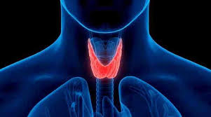 Haşimato hastaları ne yemeli ne yememeli?