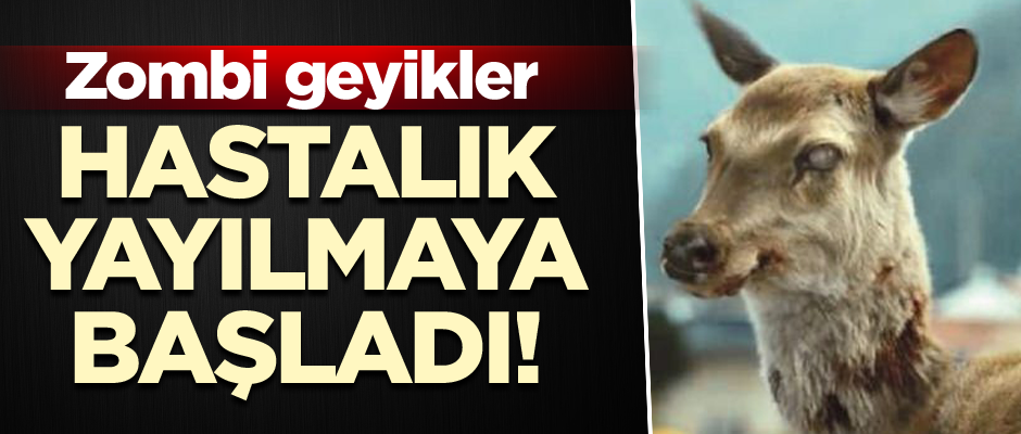 Hastalık yayılmaya başladı! Zombi geyikler