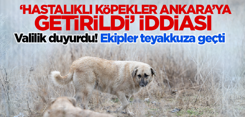 'Hastalıklı köpekler Ankara'ya getirildi' iddiası! Valilik ekipleri harekete geçirdi
